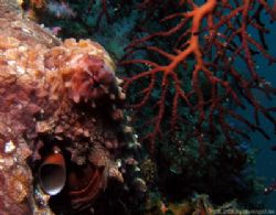 Octopus at the deep side of Bida Nok, Phi Phi Islands by Tobias Reitmayr 